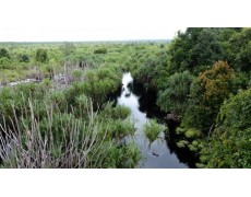 Penggunaan Water Level Data Logger pada lahan Gambut