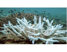 Pemulihan Terumbu Karang dengan Data Logger