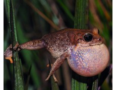 Monitoring Komunitas Amfibi dengan Data Logger Temperature