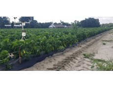 Weather Station Digunakan untuk Pembuatan Irigasi untuk Tanaman Lada