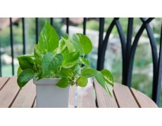 Pengaruh Suhu pada Tanaman