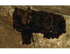 Pemetaan Iklim Mikro dengan Data Logger Temperature