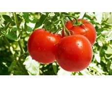 Weather Station membantu Memaksimalkan Hasil Panen Tomat