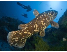 Data Logger telah menemukan Ikan Purba