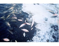 Waspada Terhadap Perubahan Suhu Di Tambak Ikan Anda, Ini Cara Mengatasinya!