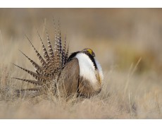 Weather Station melindungi Habitat Burung