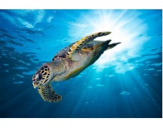 Water Level Data Logger membantu Peneliti Melestarikan Penyu