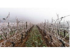 Mencegah Pembekuan pada Kebun Anggur dengan Weather Station