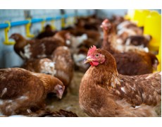 Seberapa penting memonitoring suhu dan kelembapan kandang ayam?